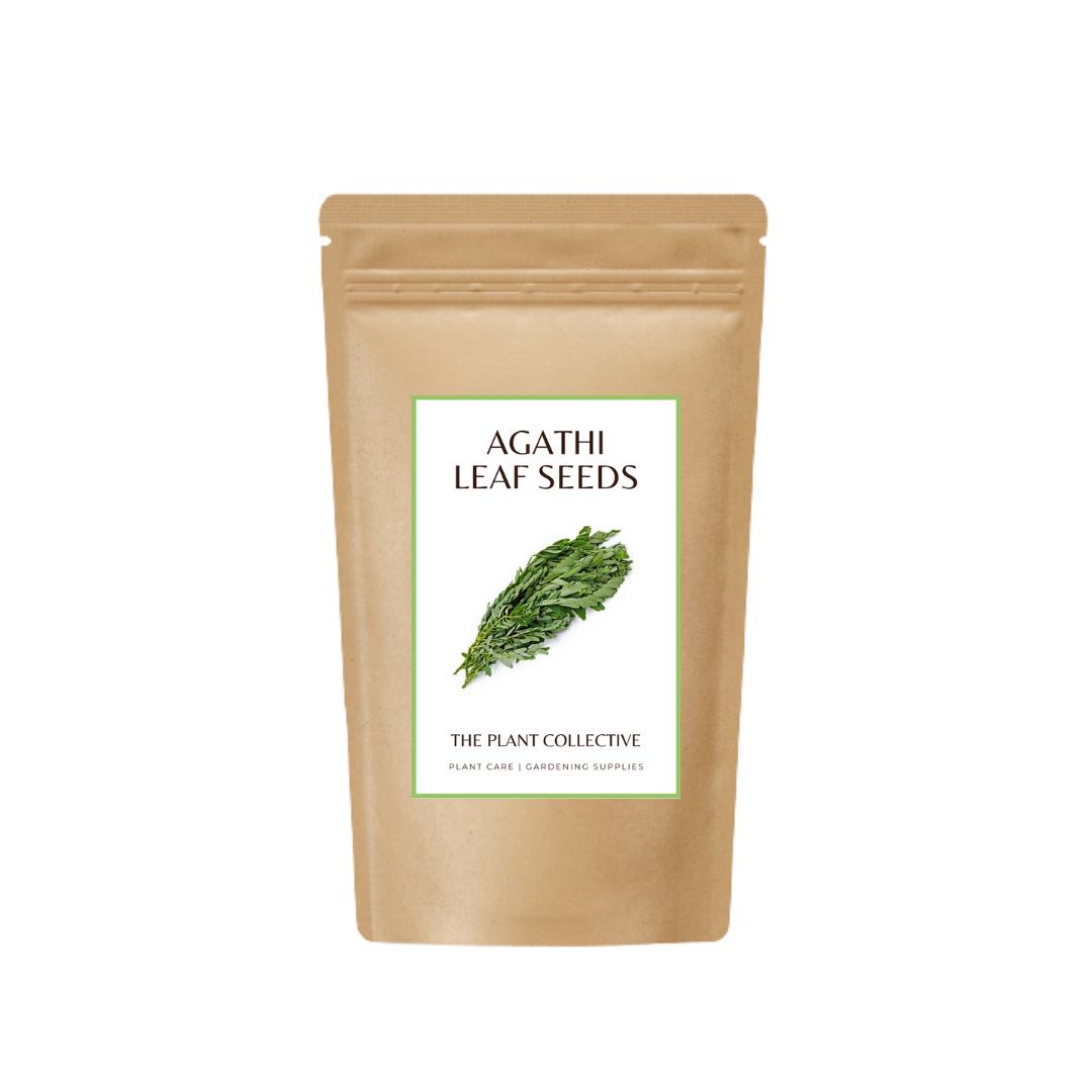 Buy Agathi leave Seed Online in India - The Art Connect