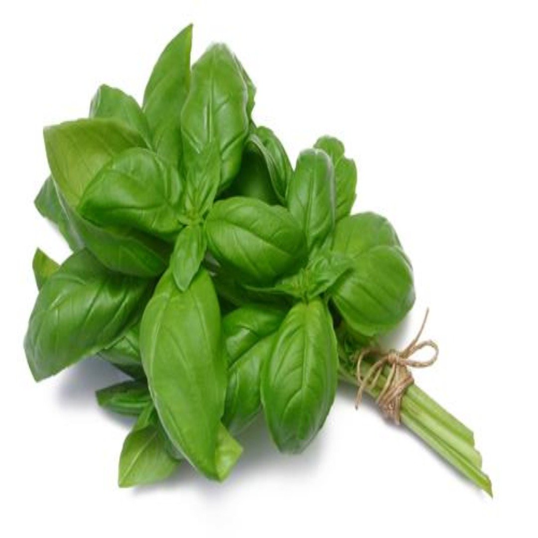 Buy Basil Hydrosol Online in India - The Art Connect