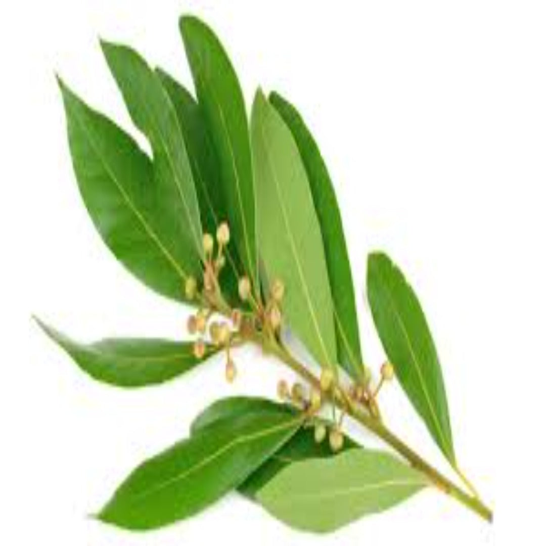 Buy Bay Leaf Essential Oil Online in India - The Art Connect