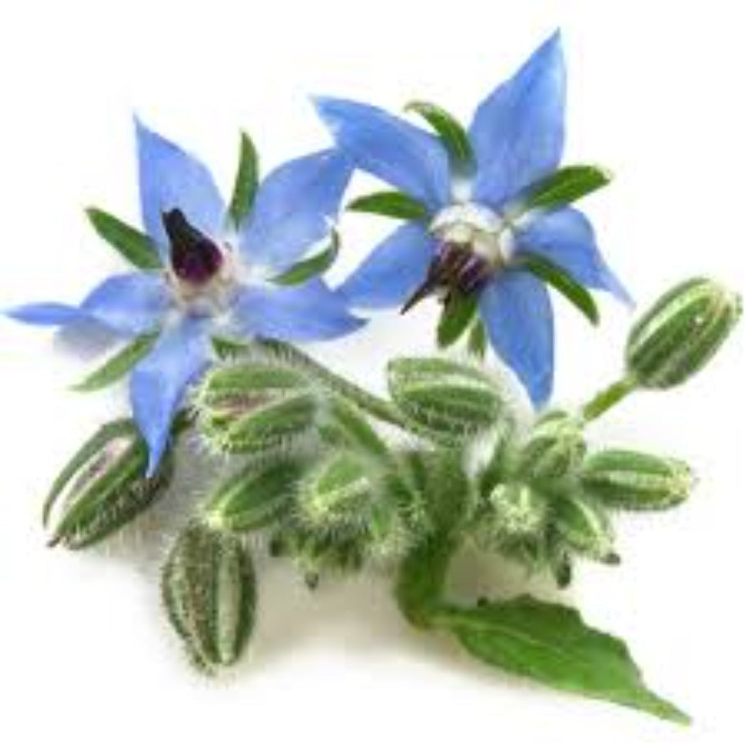 Buy Borage Carrier Oil Online in India - The Art Connect