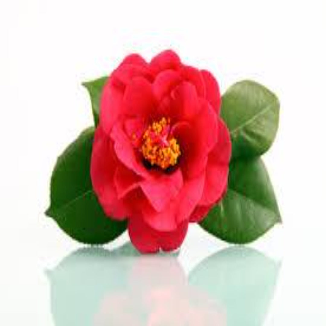 Buy Camellia Essential Oil Online in India - The Art Connect