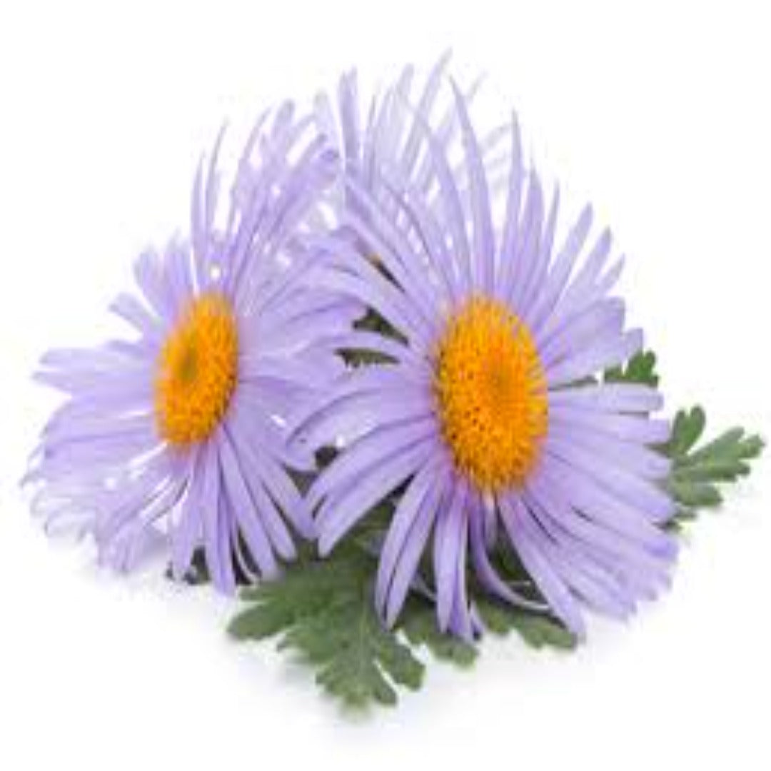 Buy Chamomile (Blue) Essential Oil Online in India - The Art Connect