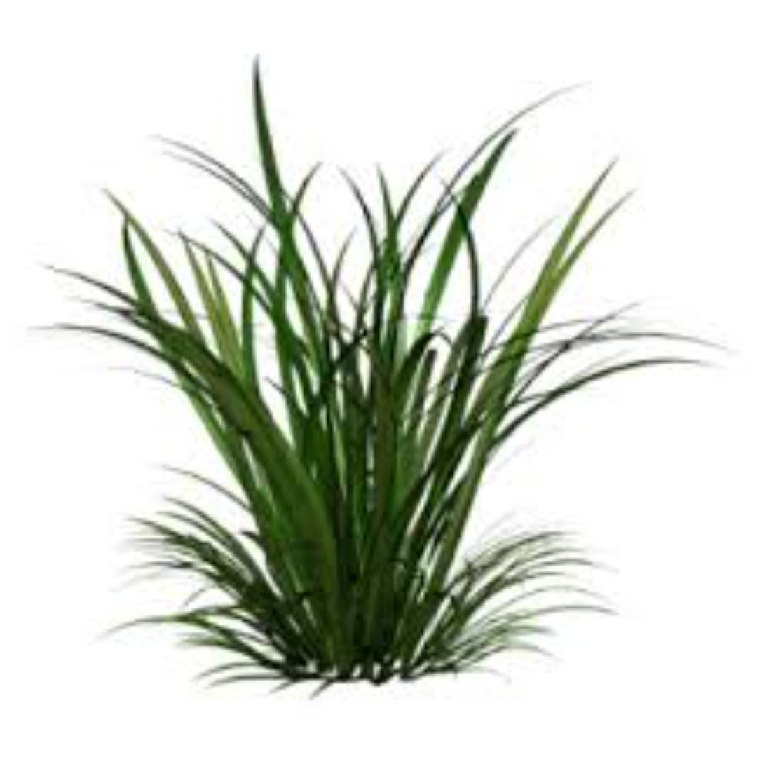 Buy Citronella Essential Oil Online in India - The Art Connect