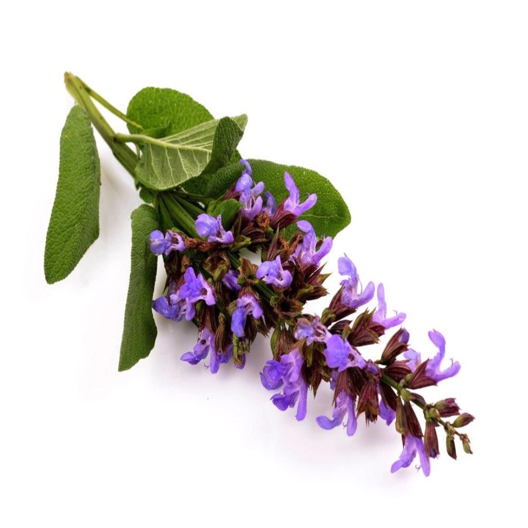 Buy Clary Sage Hydrosol Online in India - The Art ConnectBuy Clary Sage Hydrosol Online in India - The Art Connect