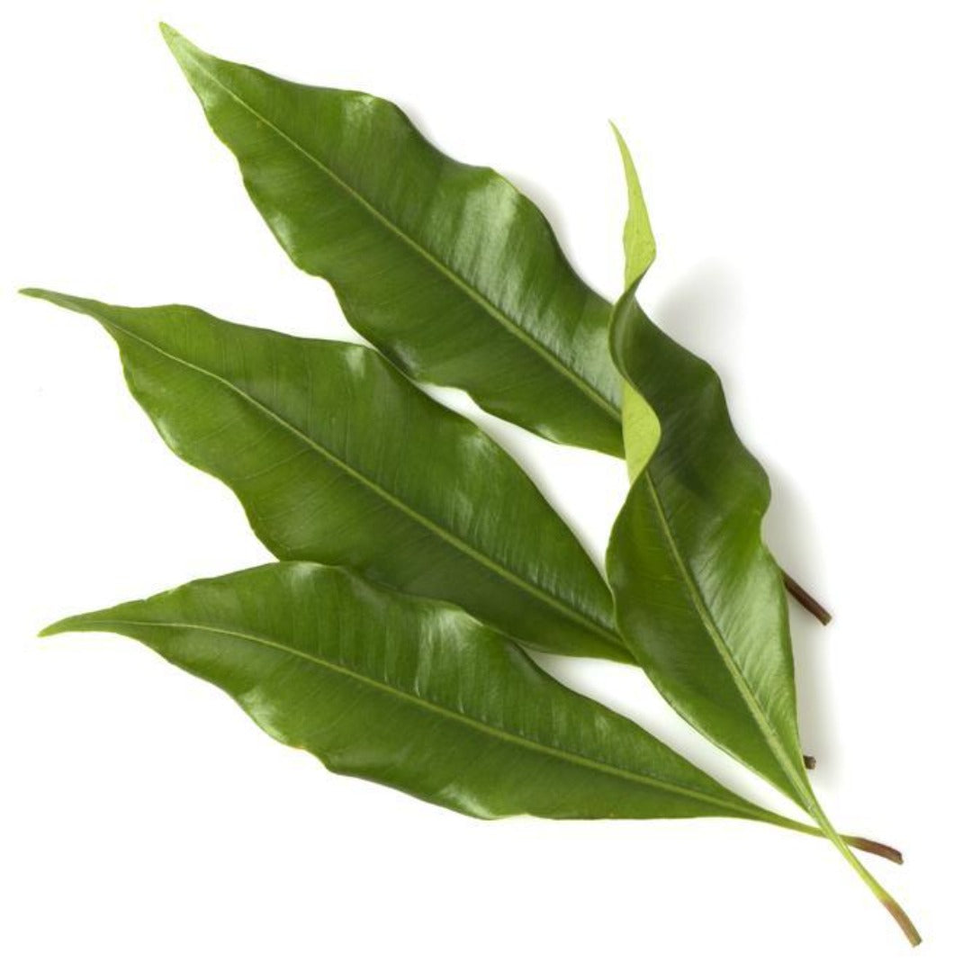 Buy Clove Leaf Essential Oil Online in India - The Art Connect