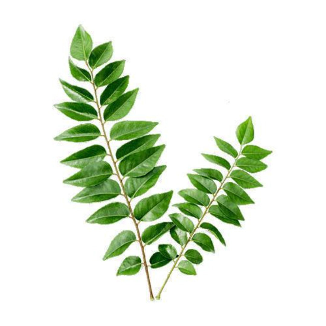 Buy Curry Leaf Essential Oil Online in India - The Art Connect