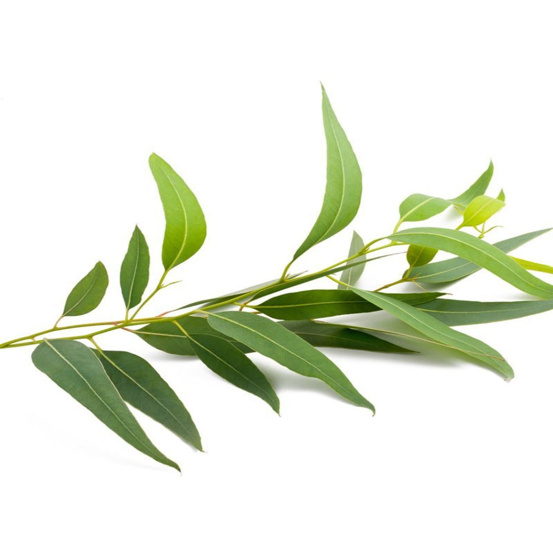 Buy Eucalyptus Essential Oil Online in India - The Art Connect