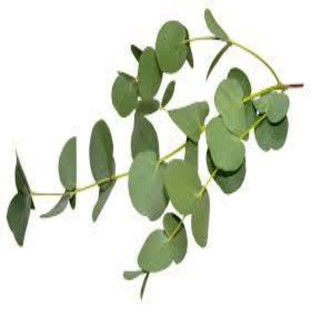 Buy Eucalyptus Hydrosol Online in India - The Art Connect
