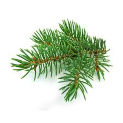 Buy Fir Needle Essential Oil Online in India - The Art Connect