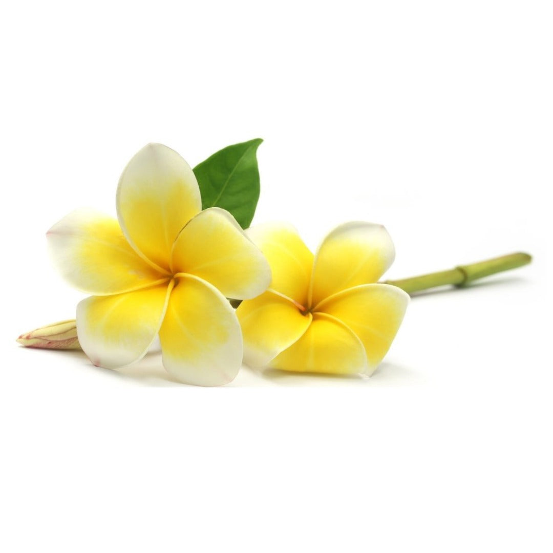 Buy Frangipani Essential Oil Online in India - The Art Connect