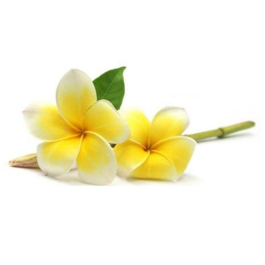 Buy Frangipani Hydrosol Online in India - The Art Connect