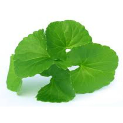 Buy Gotu Kola Extract Online in India - The Art Connect