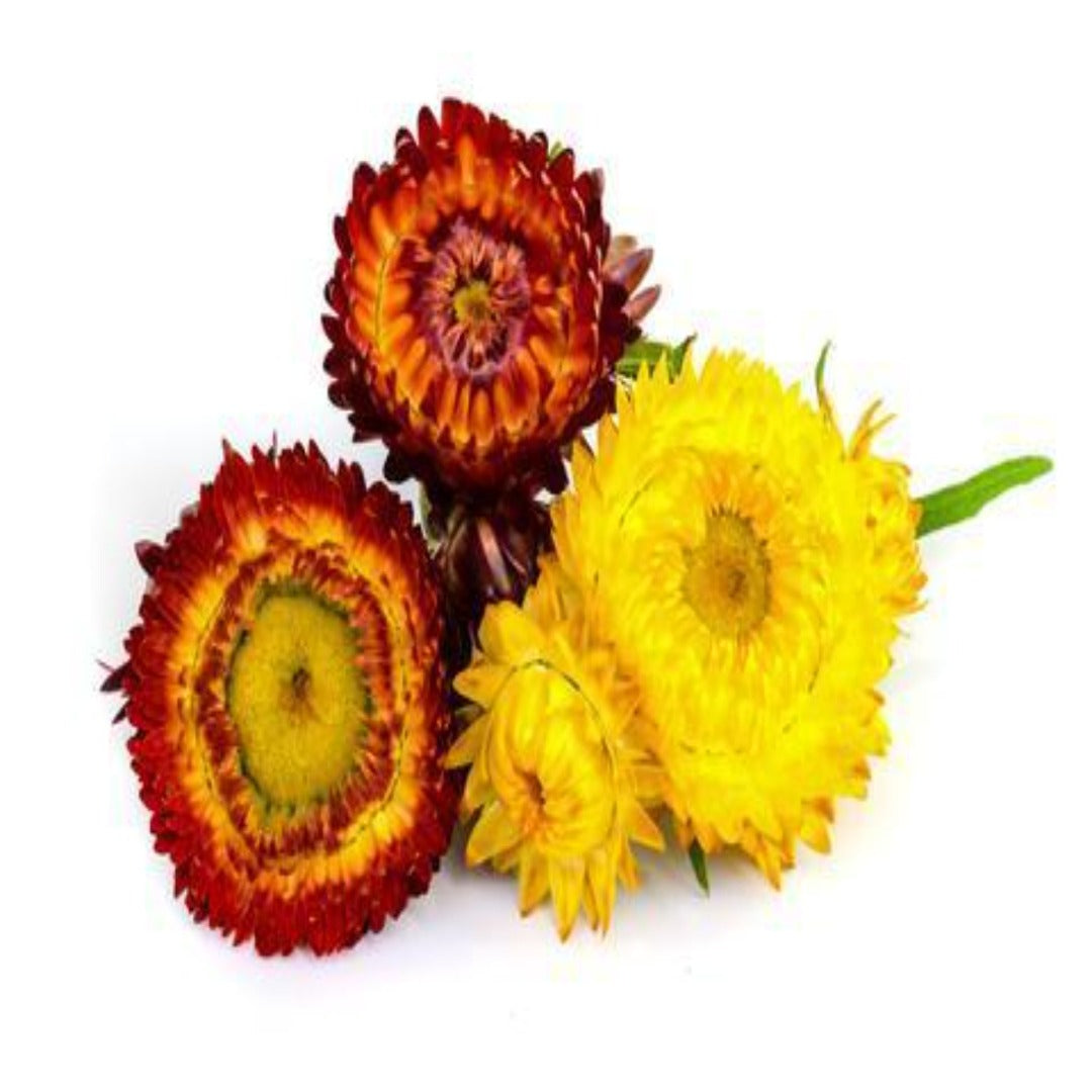 Buy Helichrysum Essential Oil Online in India - The Art Connect