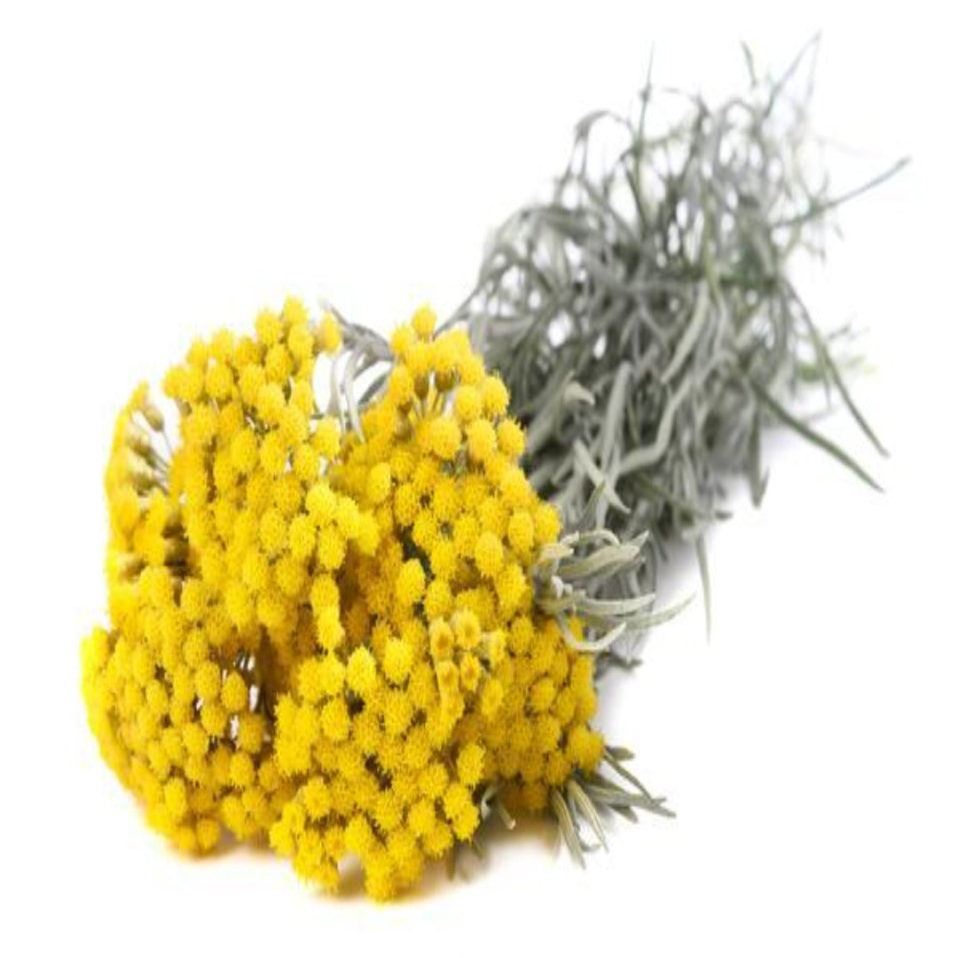 Buy Helichrysum Hydrosol Online in India - The Art Connect