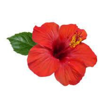 Buy Hibiscus Extract Online in India - The Art Connect