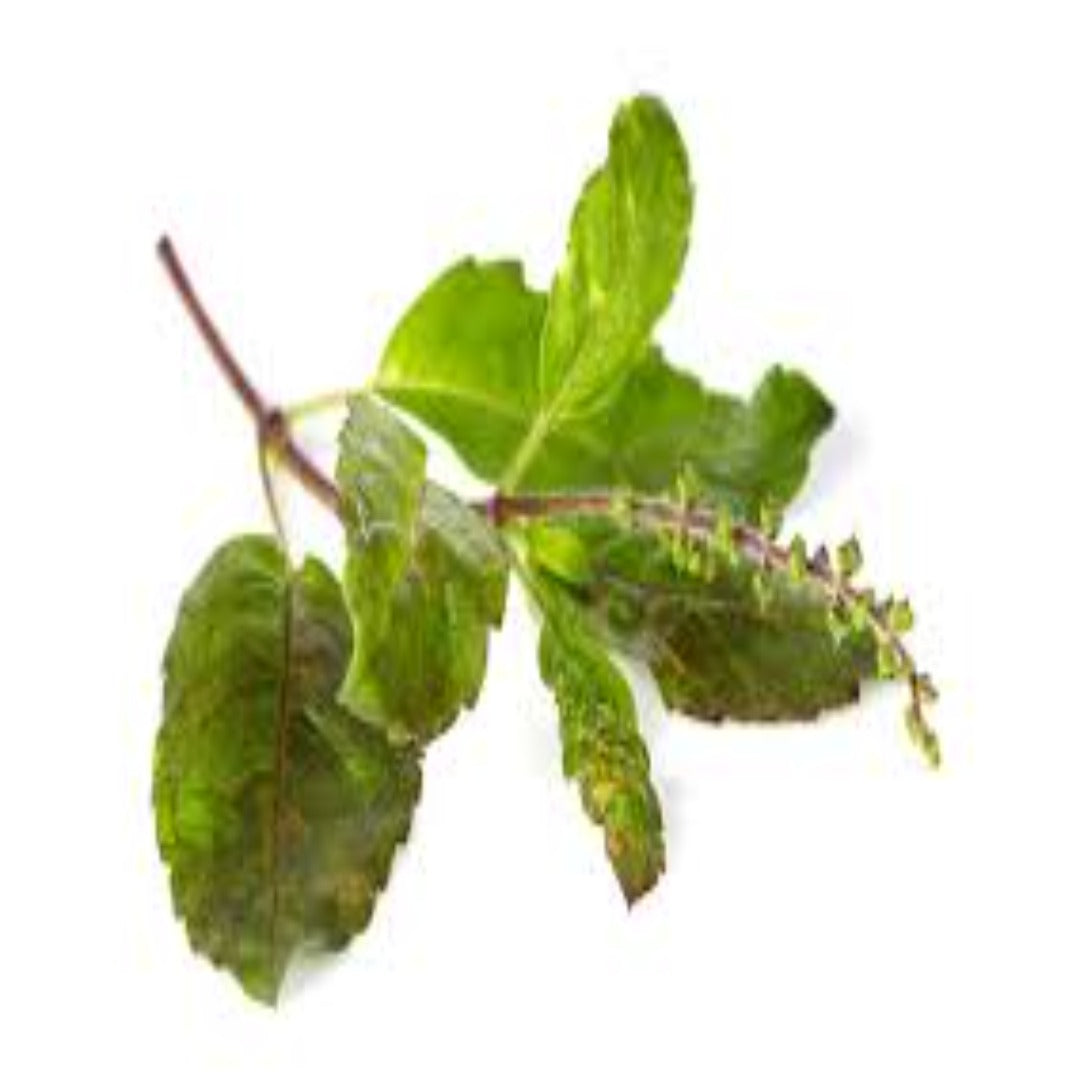 Buy Holy Basil Essential Oil Online in India - The Art Connect