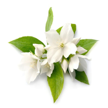 Buy Jasmine Essential Oil (RCO) Online in India - The Art Connect