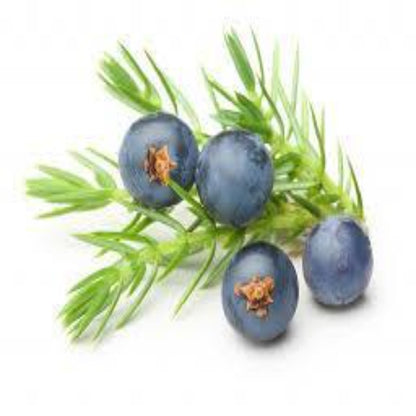 Buy Juniper Berry Essential Oil Online in India - The Art Connect