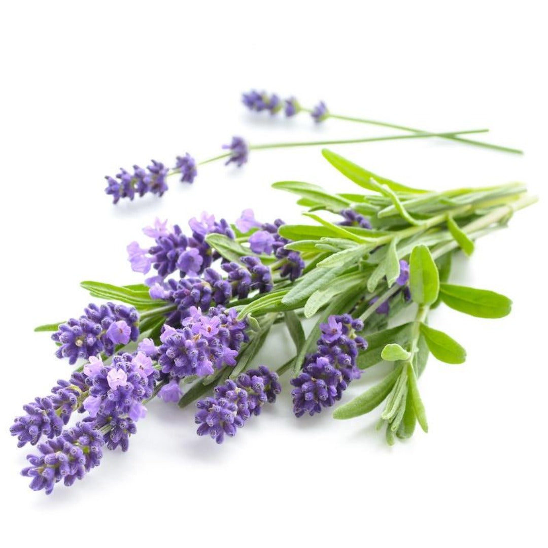 Buy Lavender Hydrosol Online in India - The Art Connect