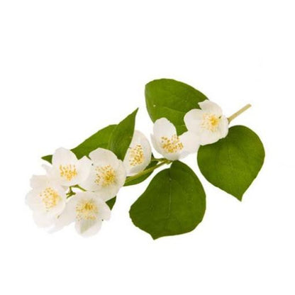Buy May Chang/Litsea Cubeba Essential Oil Online in India - The Art Connect