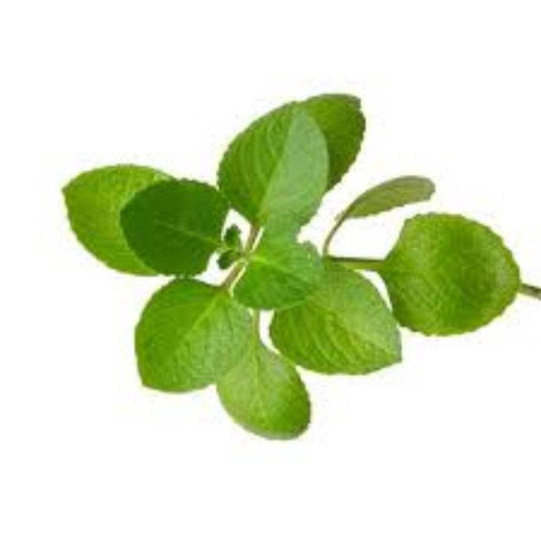 Buy Oregano Hydrosol Online in India - The Art Connect