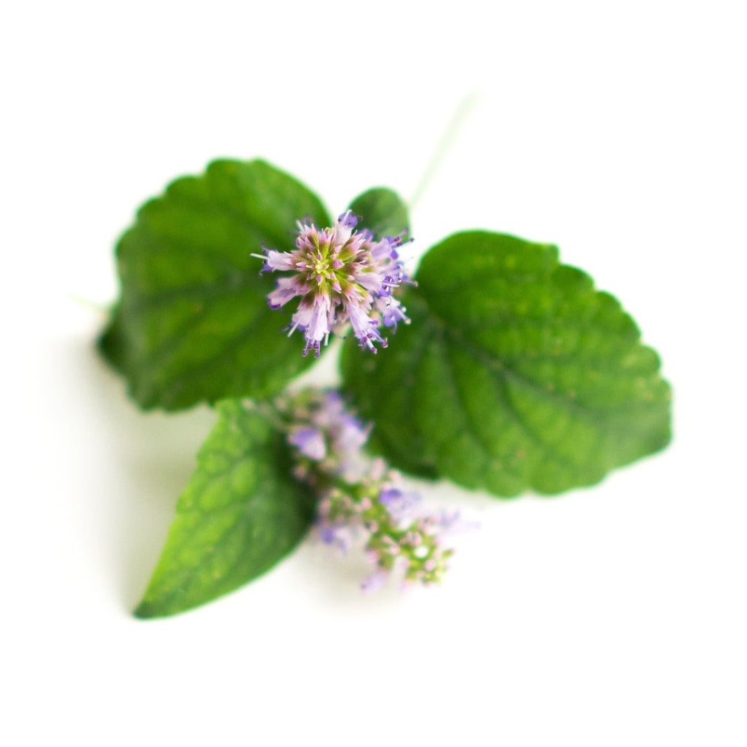 Buy Patchouli Essential Oil Online in India - The Art Connect