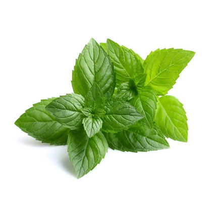 Buy Peppermint Hydrosol Online in India - The Art Connect
