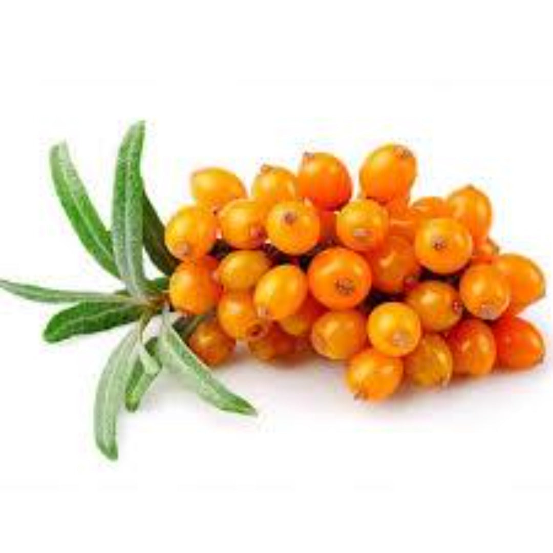Buy Seabuckthorn Extract Online in India - The Art Connect