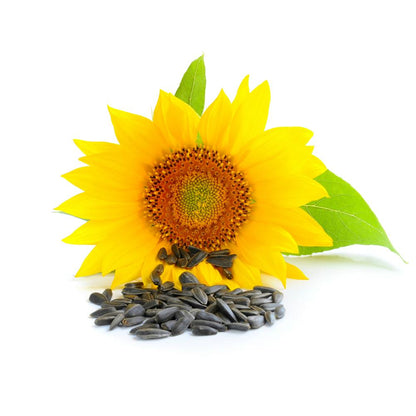 Sunflower Squalane (Cosmetic Grade)