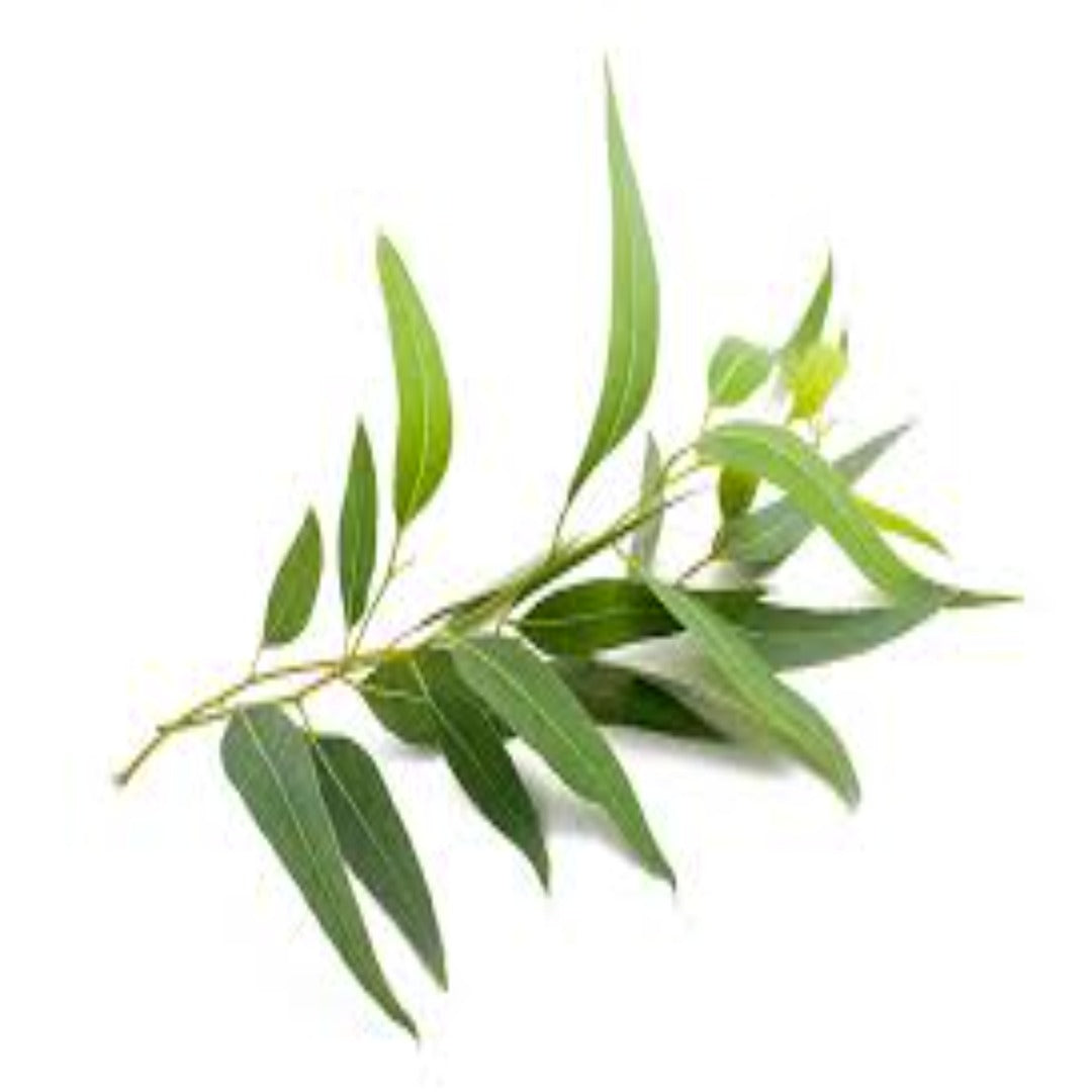Buy Tea Tree Essential Oil Online in India - The Art Connect