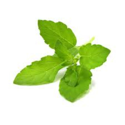 Buy Tulsi (Basil) Extract Online in India - The Art Connect