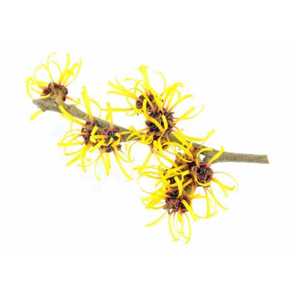 Buy Witch Hazel Online in India - The Art Connect