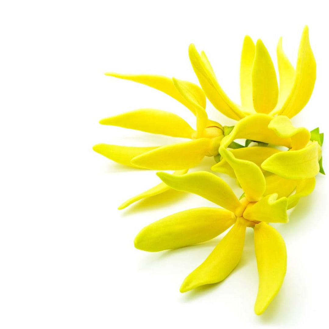 Buy Ylang Ylang Essential Oil Online in India - The Art Connect