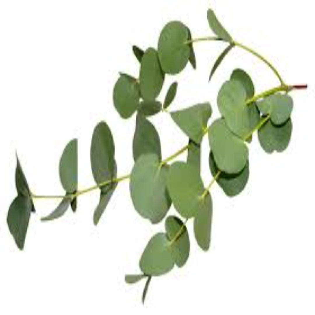 Fern Eucalyptus Fragrance Oil - Buy Cosmetic & Candle Fragrances / Scents / Perfumes Online in India - The Art Connect