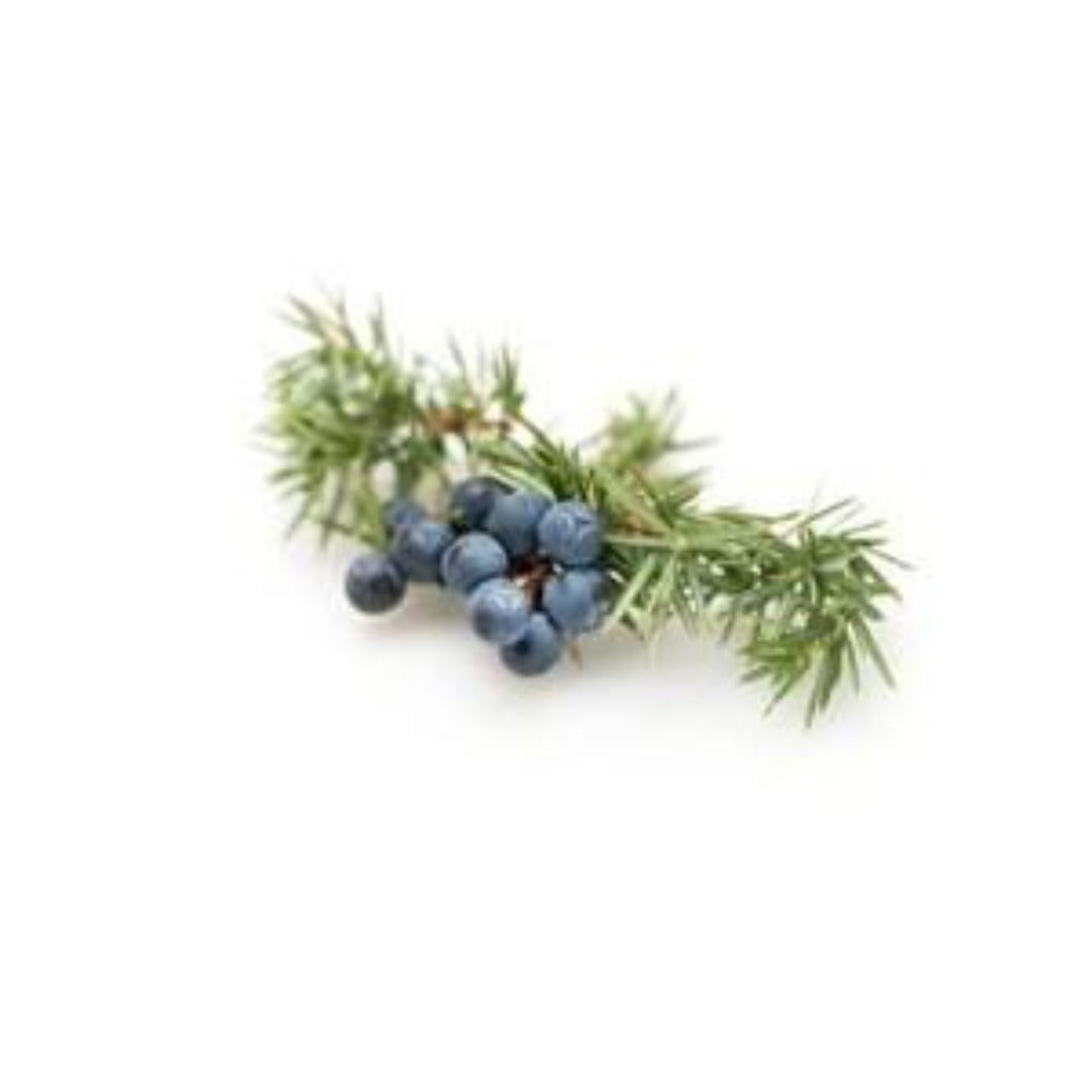 Frosted Juniper Fragrance Oil - Buy Cosmetic & Candle Fragrances / Scents / Perfumes Online in India - The Art Connect