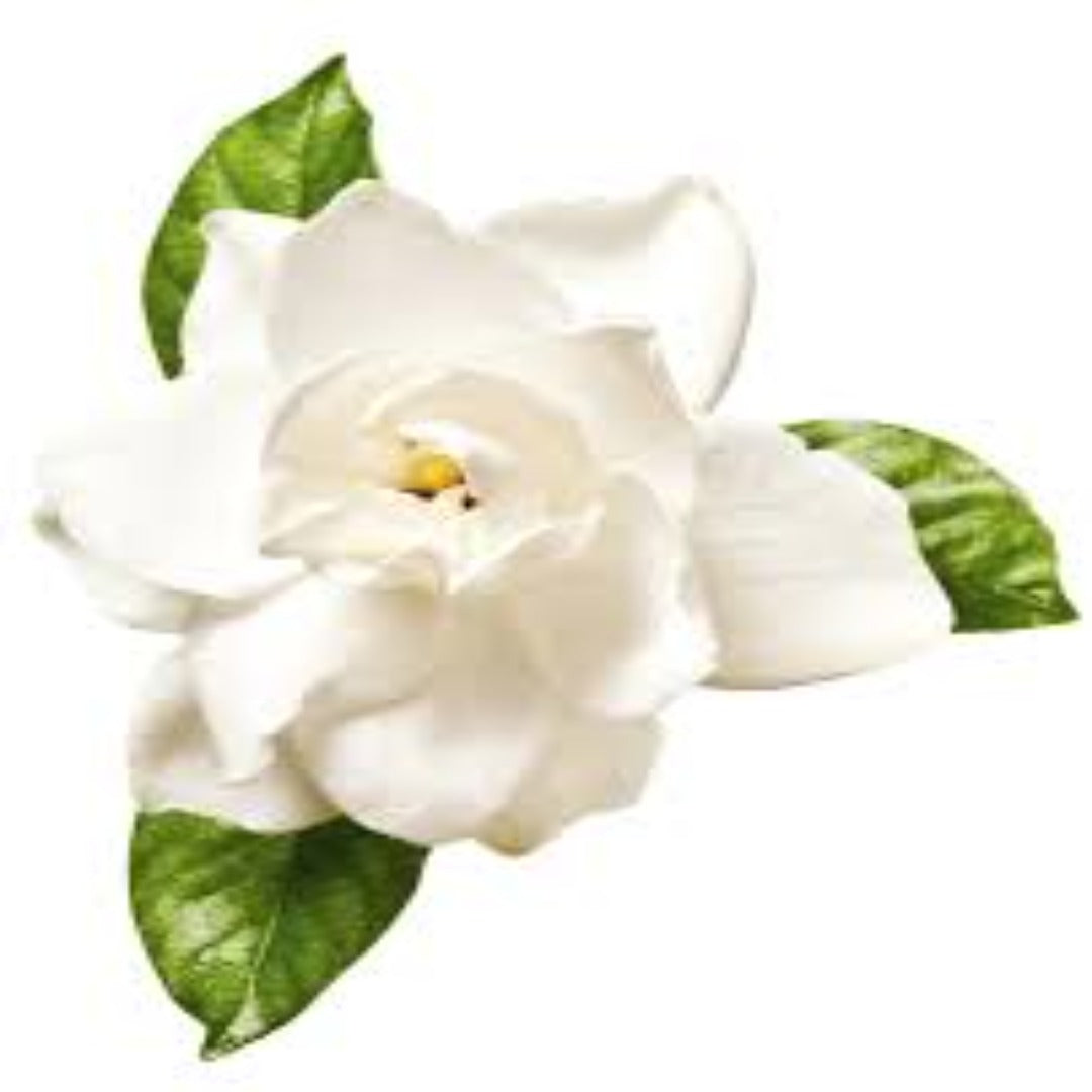 Gardenia Fragrance Oil - Buy Cosmetic & Candle Fragrances / Scents / Perfumes Online in India - The Art Connect