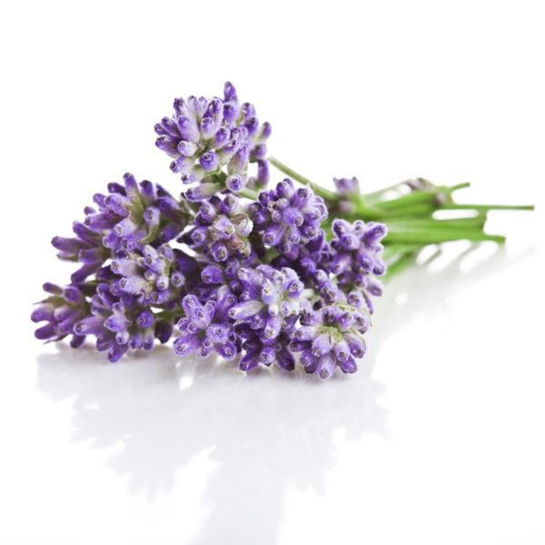 Lavender Rich Fragrance Oil - Buy Cosmetic & Candle Fragrances / Scents / Perfumes