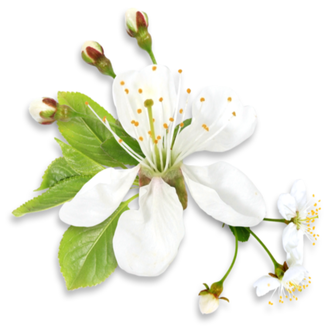 Neroli Fragrance Oil - Buy Cosmetic & Candle Fragrances / Scents / Perfumes