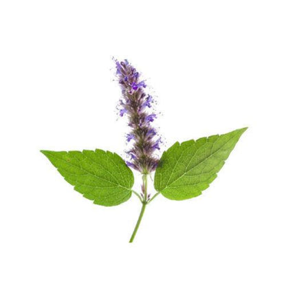 Patchouli Premium Fragrance Oil - Buy Cosmetic & Candle Fragrances / Scents / Perfumes