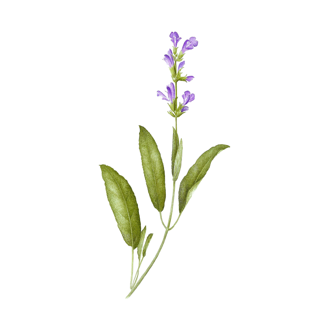 Sage Flower Fragrance Oil - Buy Cosmetic & Candle Fragrances / Scents / Perfumes