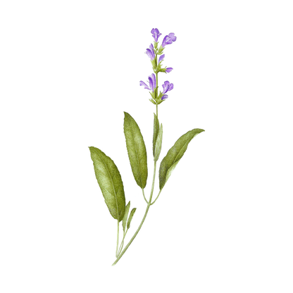 Sage Flower Fragrance Oil - Buy Cosmetic & Candle Fragrances / Scents / Perfumes