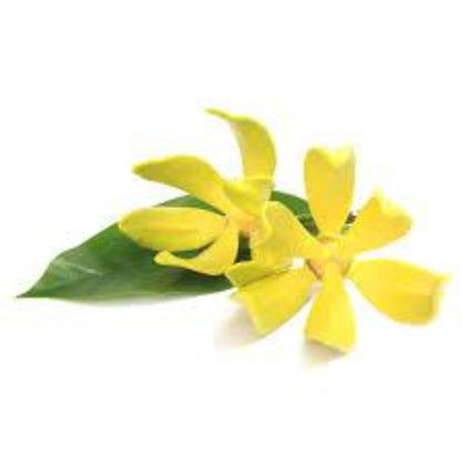 Ylang Ylang Fragrance Oil - Buy Cosmetic & Candle Fragrances / Scents / Perfumes