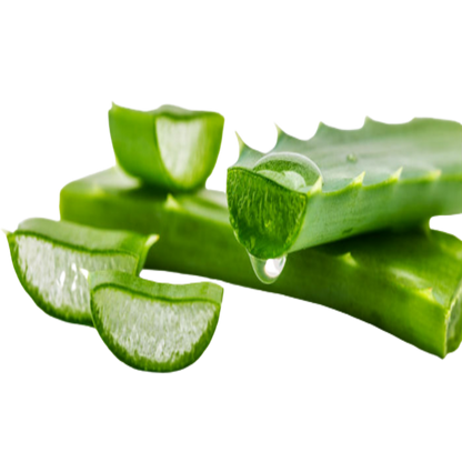 Buy Aloevera Leaf Extract Online in India - The Art Connect