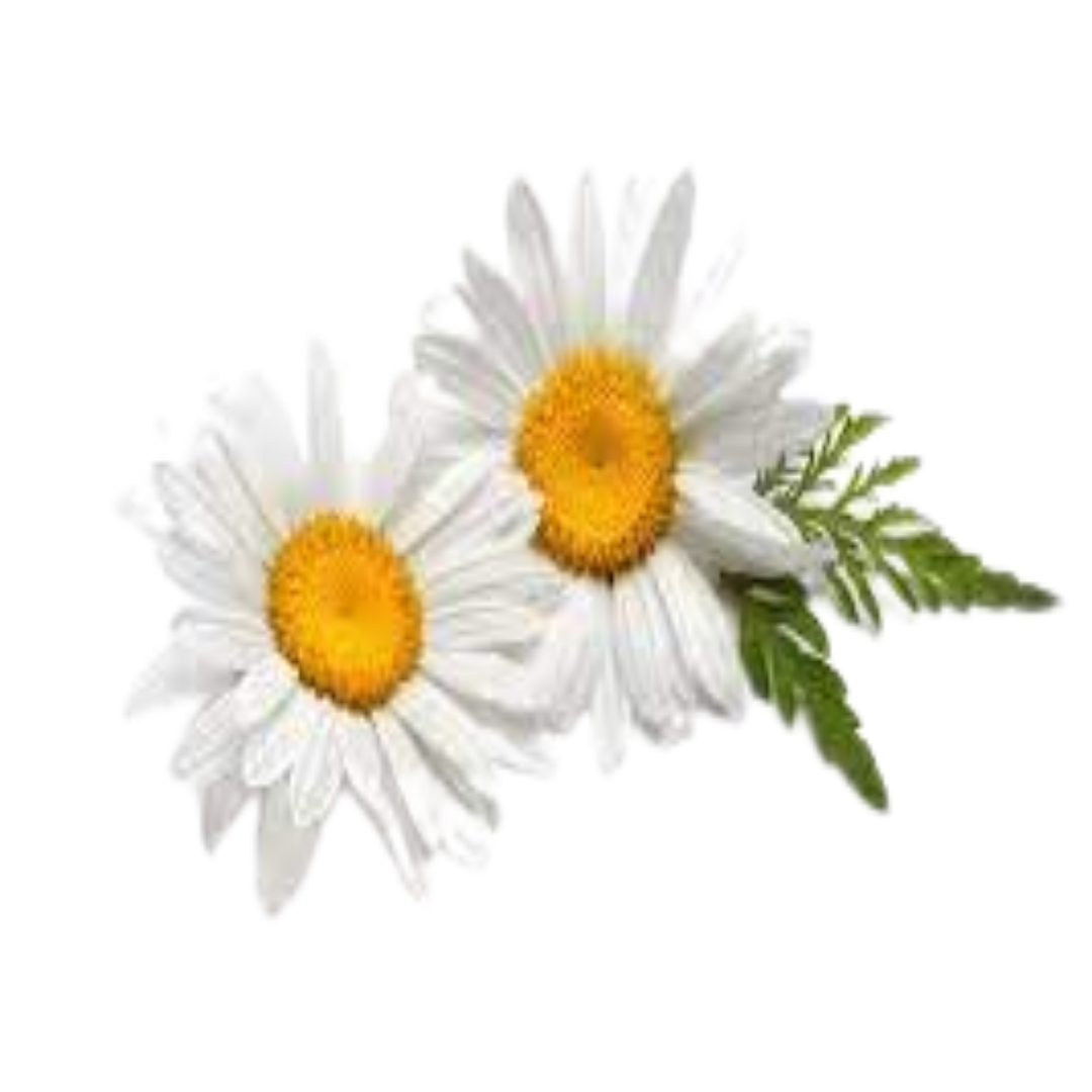 Buy Chamomile Extract Online in India - The Art Connect