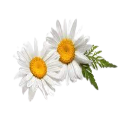 Buy Chamomile Extract Online in India - The Art Connect