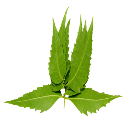 Buy neem extract -The Art connect
