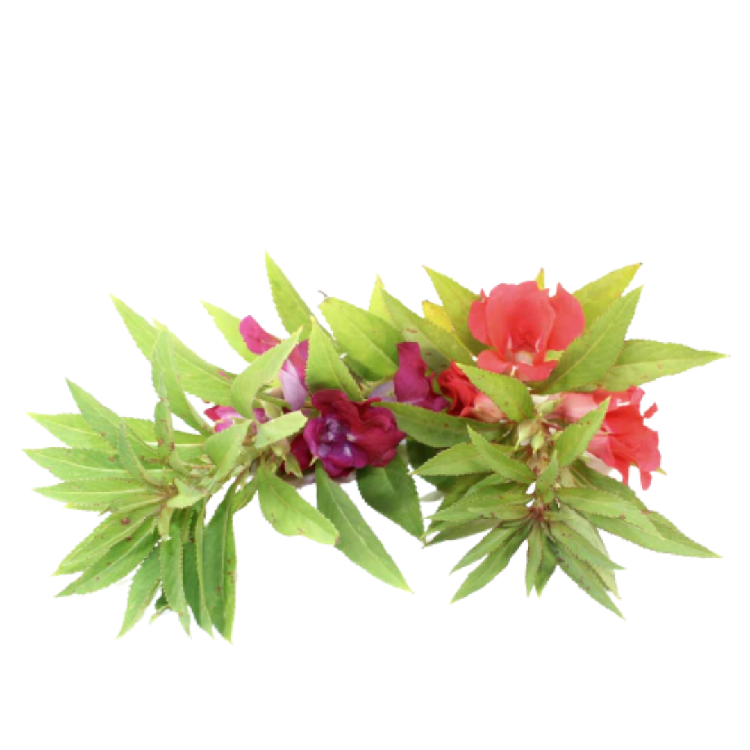 Buy Balsam Cammellia Flowered Seeds Online in India - The Art Connect