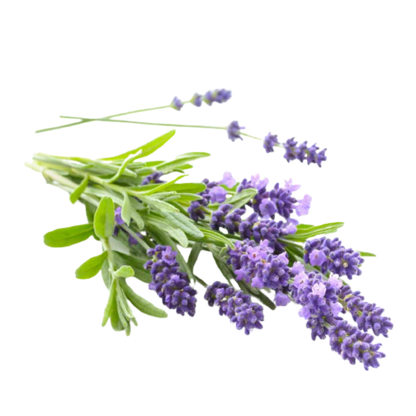 Lavender (Indian) Essential Oil
