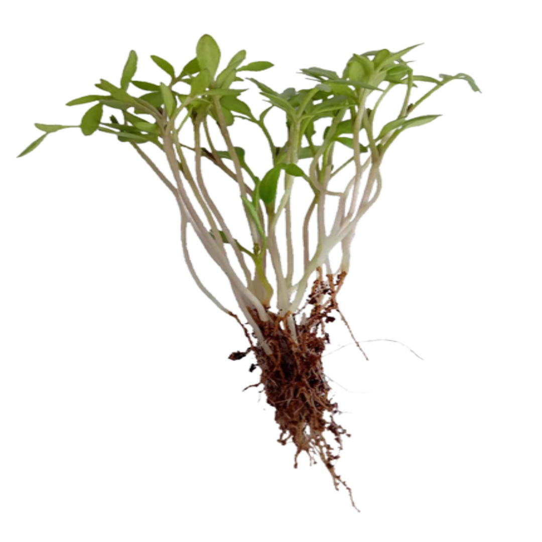 Buy Cress Common Microgreen Seeds (Organic, Non-Hybrid, Non-GMO, Open-Pollinated) with assured 80-95% Germination Online in India - The Art Connect