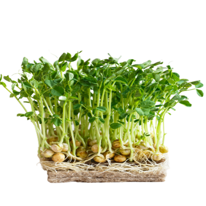Buy Desi Chickpeas (Chana) Microgreen Seeds (Organic, Non-Hybrid, Non-GMO, Open-Pollinated) with assured 80-95% Germination Online in India - The Art Connect